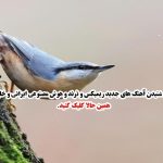 دانلود آهنگ مگه میشه بارون بباره ولی از شادمهر عقیلی